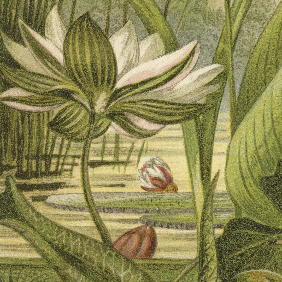 DUTCH WALL DECOR NATURAL HISTORY NH250004-DWD Ταπετσαρίες τοίχου - Image 3