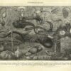 DUTCH WALL DECOR NATURAL HISTORY NH250006-DWD Ταπετσαρίες τοίχου
