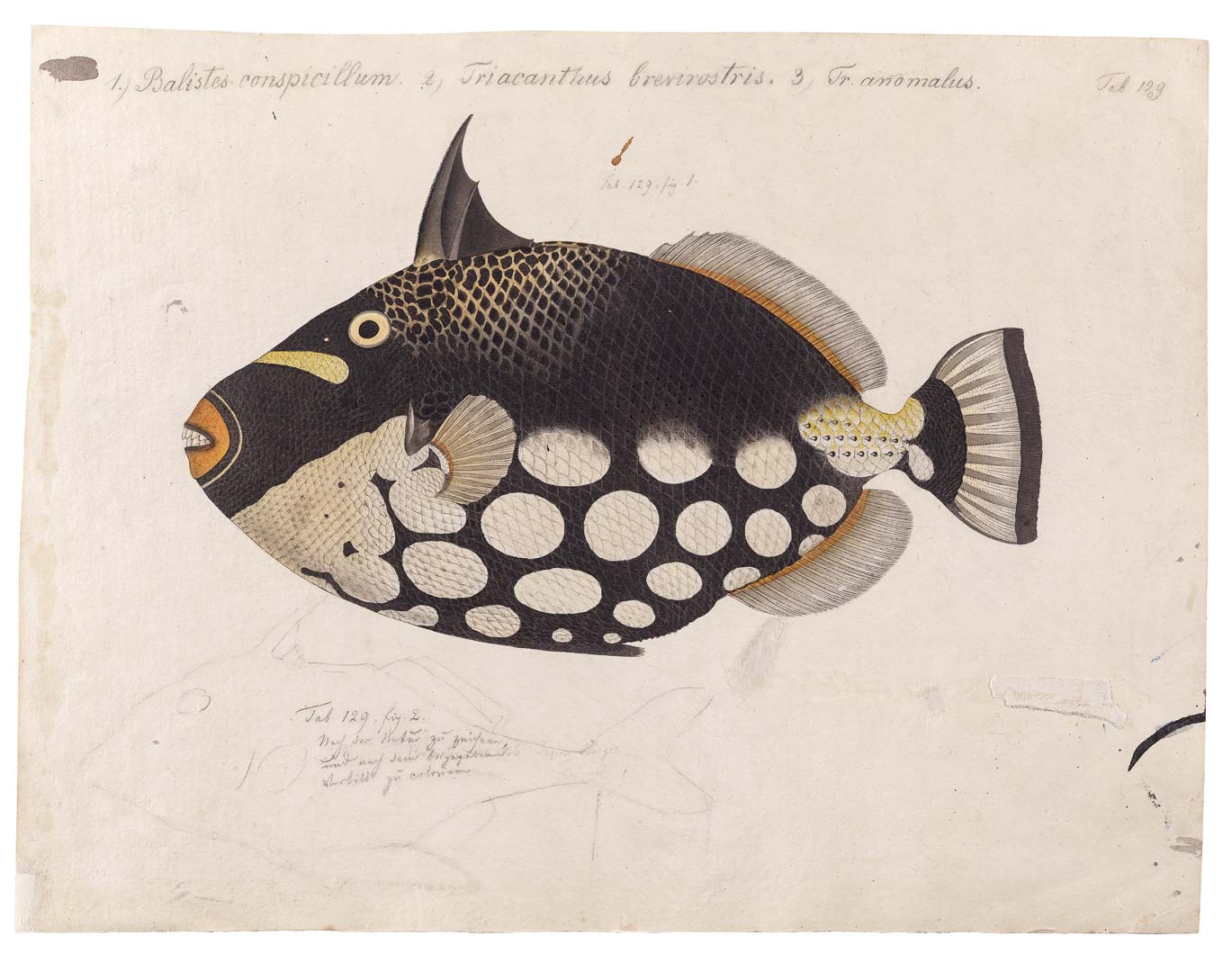 DUTCH WALL DECOR NATURAL HISTORY NH250007-DWD Ταπετσαρίες τοίχου