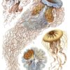 DUTCH WALL DECOR NATURAL HISTORY NH250014-DWD Ταπετσαρίες τοίχου