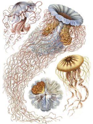 DUTCH WALL DECOR NATURAL HISTORY NH250014-DWD Ταπετσαρίες τοίχου