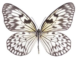 DUTCH WALL DECOR NATURAL HISTORY NH250015-DWD Ταπετσαρίες τοίχου
