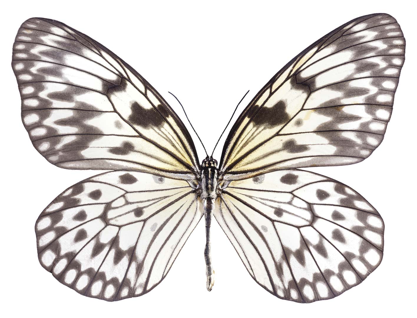 DUTCH WALL DECOR NATURAL HISTORY NH250015-DWD Ταπετσαρίες τοίχου