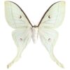 DUTCH WALL DECOR NATURAL HISTORY NH250016-DWD Ταπετσαρίες τοίχου