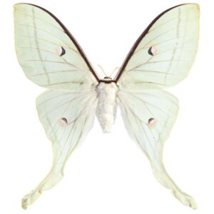 DUTCH WALL DECOR NATURAL HISTORY NH250016-DWD Ταπετσαρίες τοίχου