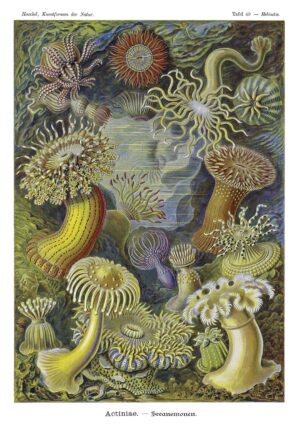 DUTCH WALL DECOR NATURAL HISTORY NH250020-DWD Ταπετσαρίες τοίχου