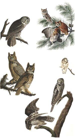 DUTCH WALL DECOR NATURAL HISTORY NH250021-DWD Ταπετσαρίες τοίχου
