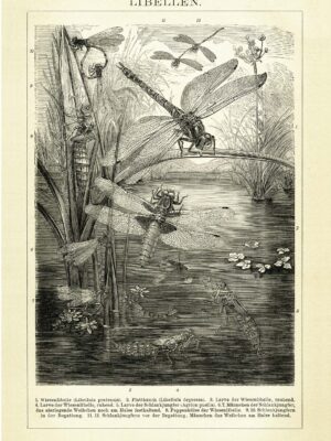 DUTCH WALL DECOR NATURAL HISTORY NH250022-DWD Ταπετσαρίες τοίχου