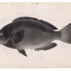 DUTCH WALL DECOR NATURAL HISTORY NH250026-DWD Ταπετσαρίες τοίχου