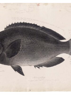 DUTCH WALL DECOR NATURAL HISTORY NH250026-DWD Ταπετσαρίες τοίχου