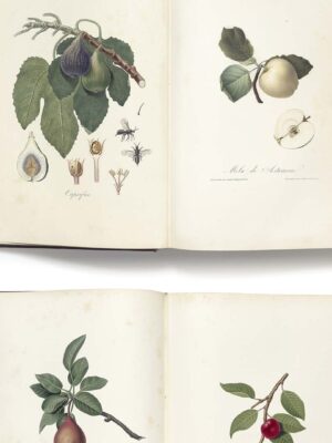 DUTCH WALL DECOR NATURAL HISTORY NH250034-DWD Ταπετσαρίες τοίχου - Image 3