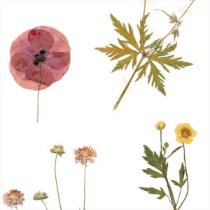 DUTCH WALL DECOR NATURAL HISTORY NH250035-DWD Ταπετσαρίες τοίχου - Image 4