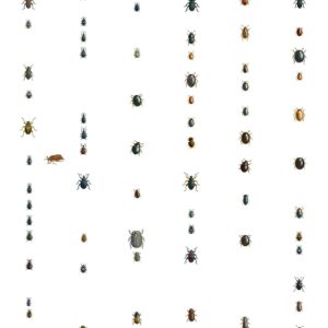 DUTCH WALL DECOR NATURAL HISTORY NH250049-DWD Ταπετσαρίες τοίχου