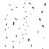 DUTCH WALL DECOR NATURAL HISTORY NH250055-DWD Ταπετσαρίες τοίχου