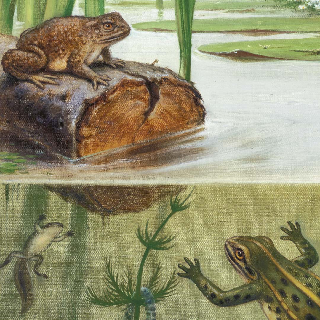DUTCH WALL DECOR NATURAL HISTORY NH250072-DWD Ταπετσαρίες τοίχου - Image 3