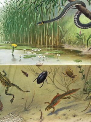 DUTCH WALL DECOR NATURAL HISTORY NH250072-DWD Ταπετσαρίες τοίχου