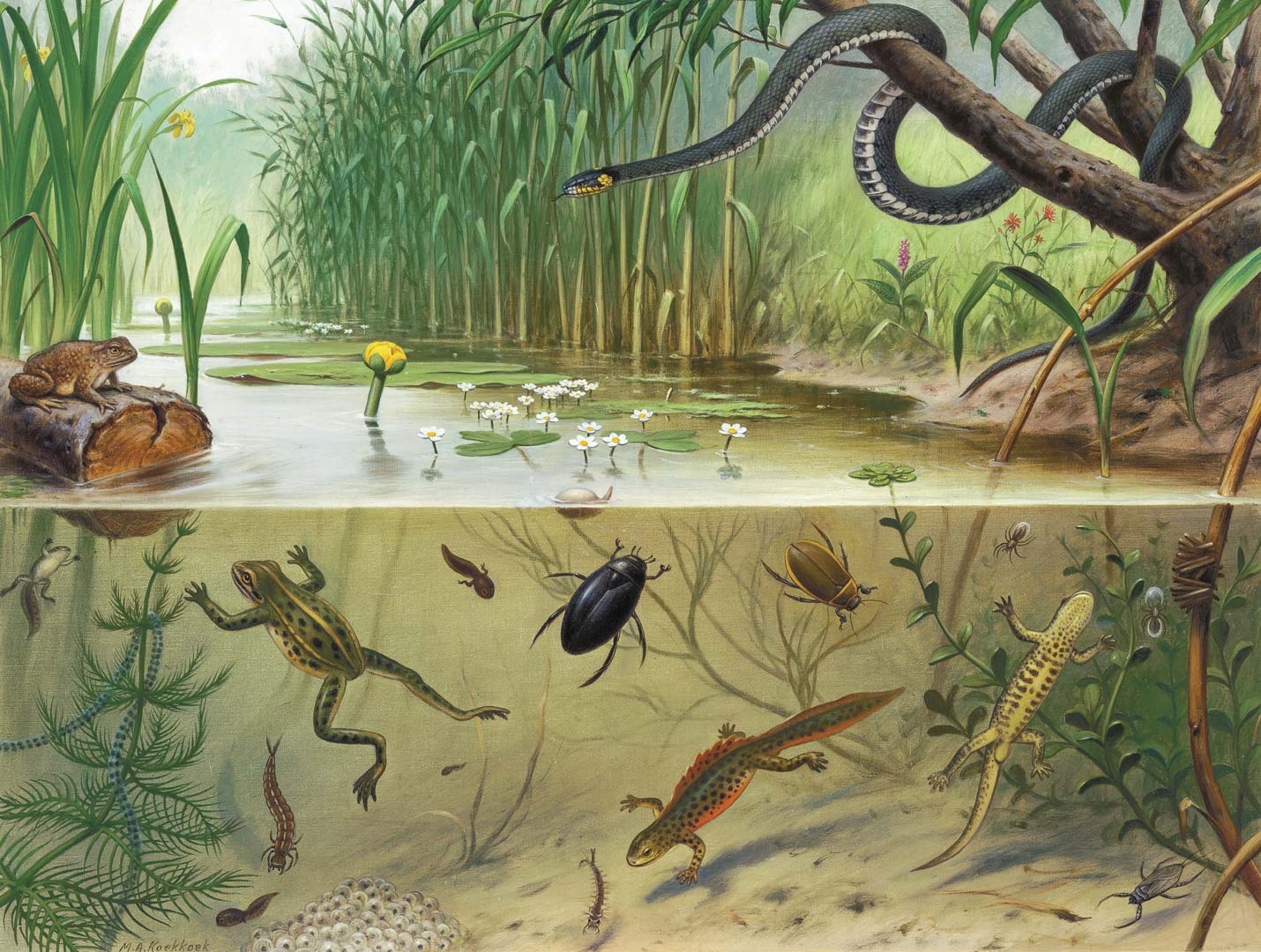 DUTCH WALL DECOR NATURAL HISTORY NH250072-DWD Ταπετσαρίες τοίχου
